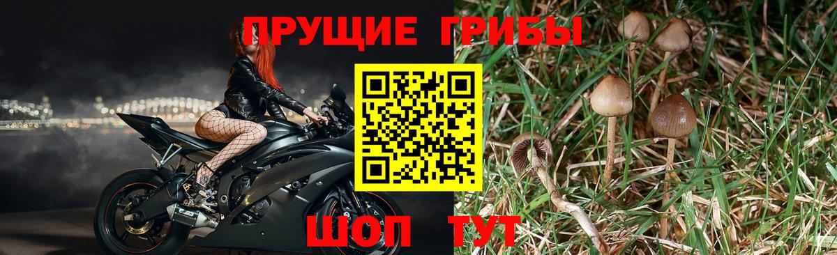 Дербент  Галлюциногенные грибы мицелий  продажа наркотиков  Вход с VPN 
